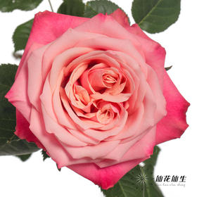 单头玫瑰 | 闺蜜