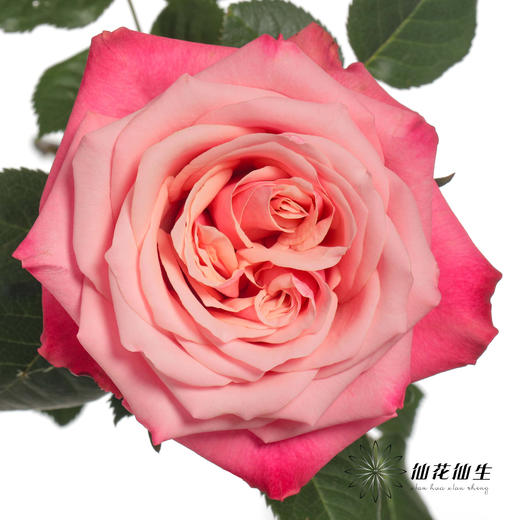 单头玫瑰 | 闺蜜 商品图0