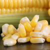 新鲜蔬菜系列  玉米1根约500g 商品缩略图1