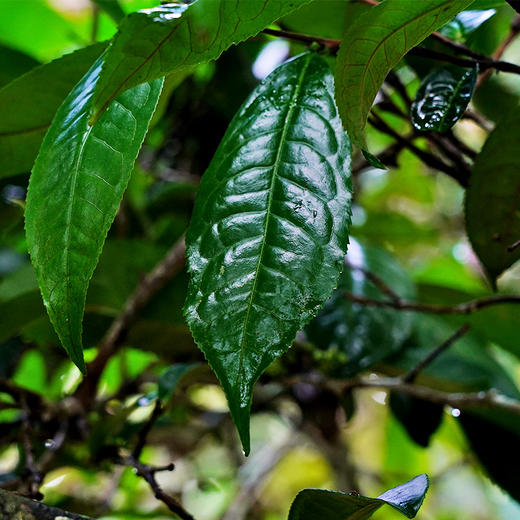 已售罄【梅子箐】2023年春茶‘ 喝了梅子箐忘了冰岛甜 ’ 云南临沧普洱茶生茶 357克/饼 一提5饼共1785克 商品图9