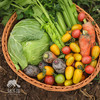 生态丰产蔬菜箱(一件包邮）| 绿家自产*ecological eafy vegetables | Self-production 商品缩略图1