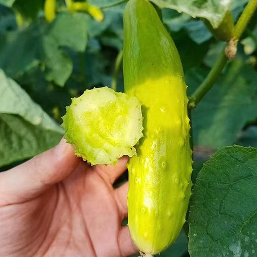 海阳白玉黄瓜 商品图2