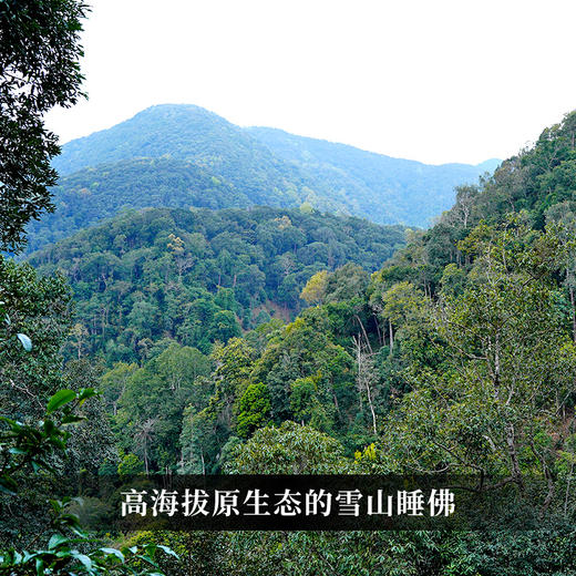 已售罄【梅子箐】2023年春茶‘ 喝了梅子箐忘了冰岛甜 ’ 云南临沧普洱茶生茶 357克/饼 一提5饼共1785克 商品图4