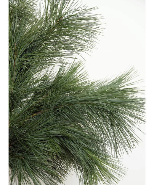 【叶材】国产马尾松  若干枝/扎 商品图1