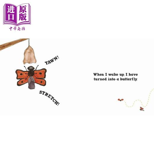 【中商原版】DK绘本4册 英文原版 儿童动物科普故事绘本 知识百科图画书 精装进口 黄蜂罗茜 护林鸟罗里 蝴蝶罗西 刺猬罗利 商品图4