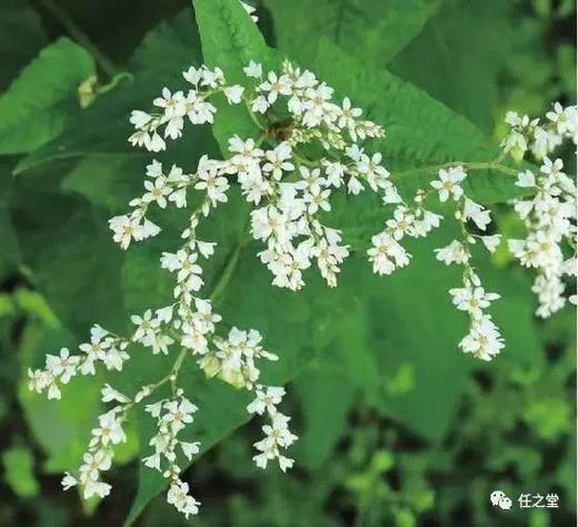 【金荞麦干片一公斤】 商品图2