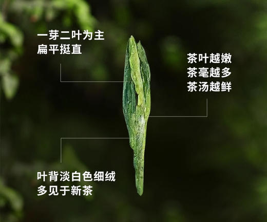 中粮-中茶 2025年（明前）早春龙井茶（一级）200g/包 /中粮出品 商品图1