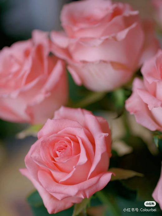 戴安娜玫瑰10支 商品图1