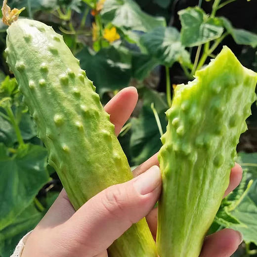 海阳白玉黄瓜 商品图1