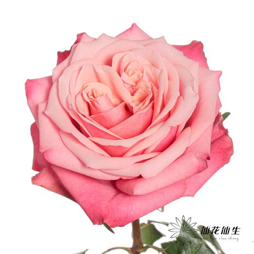 单头玫瑰 | 闺蜜 商品图3