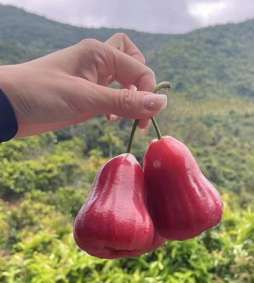 海南空运 黑金刚莲雾 商品图12