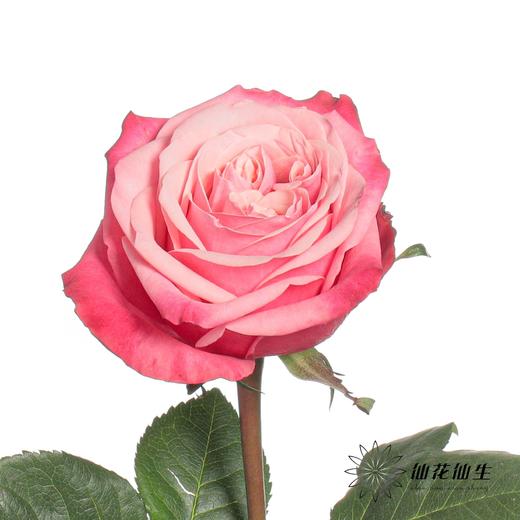 单头玫瑰 | 闺蜜 商品图1