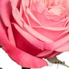 单头玫瑰 | 闺蜜 商品缩略图2