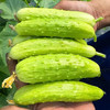 海阳白玉黄瓜 商品缩略图3