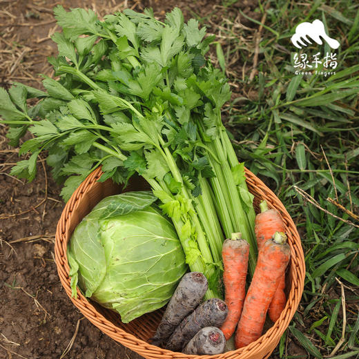 生态丰产蔬菜箱(一件包邮）| 绿家自产*ecological eafy vegetables | Self-production 商品图3