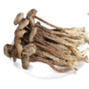 【登真缘】鹿茸菇100g/瓶 商品缩略图4