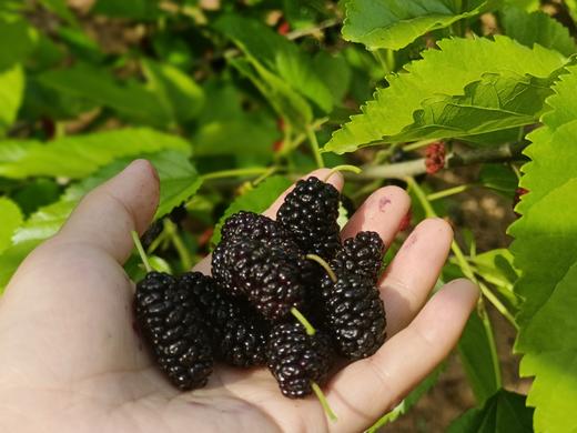 山有道 | 桑椹膏 土灶柴火 饱满桑果 口感香甜 商品图2