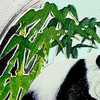 老精稀！1997年熊猫彩色银币 商品缩略图8