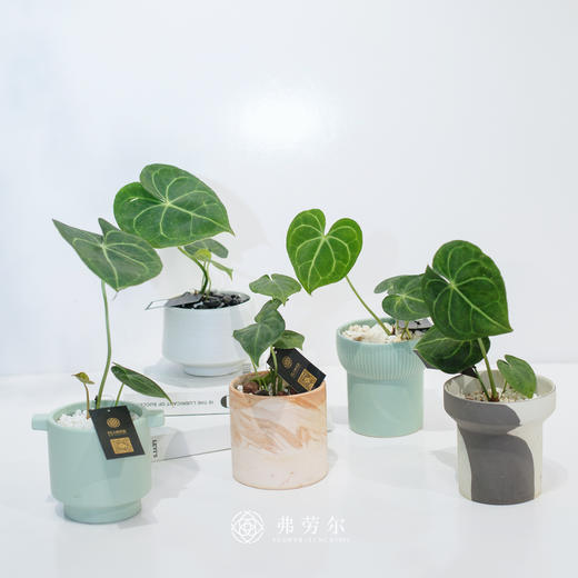 花烛叶 商品图0