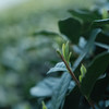 【春天等的这一口】 明前茶 贵如金 西湖龙井明前茶   茶尖上的山水韵味 另有上品口粮茶（杭州龙井） 满足日常需求  香郁 形美 味醇 商品缩略图3