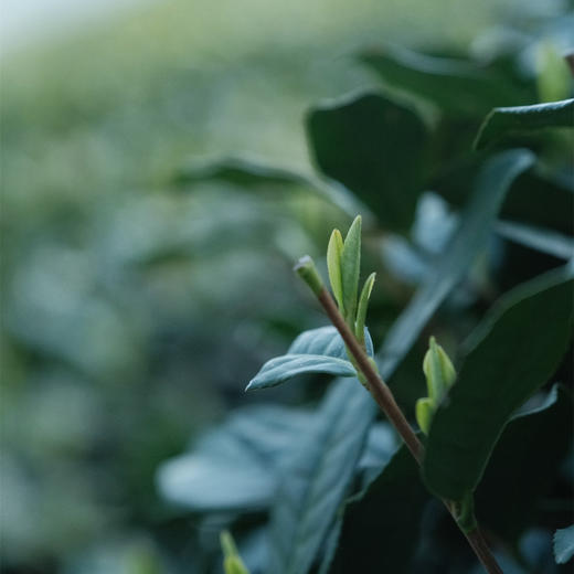 【春天等的这一口】 明前茶 贵如金 西湖龙井明前茶   茶尖上的山水韵味 另有上品口粮茶（杭州龙井） 满足日常需求  香郁 形美 味醇 商品图3