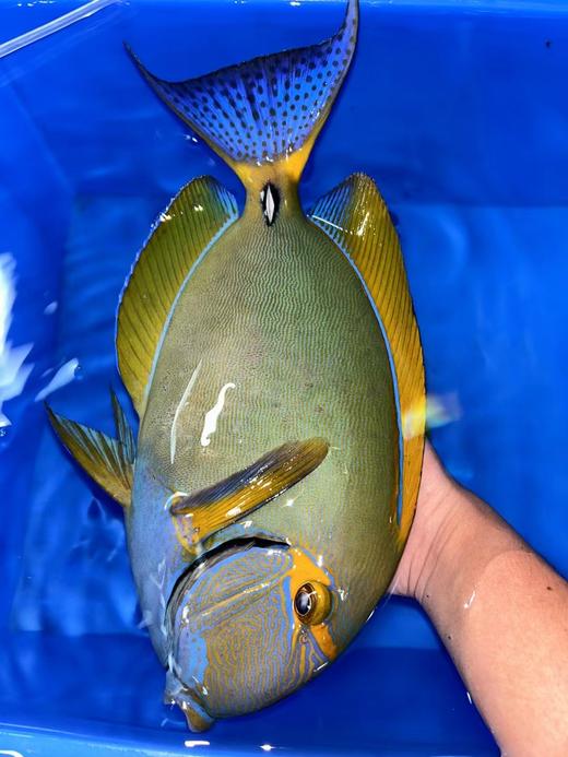 黄波纹吊 商品图0