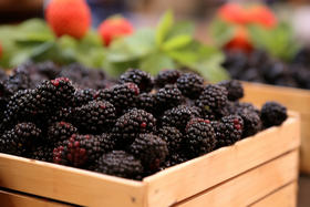 【桑椹】少有水果能补肝血！春天吃对这个“乌鸡白凤丸”，补肝明目、乌发安神，还下火