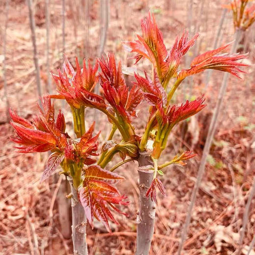 【社区团购】【春菜】香椿100g 商品图3