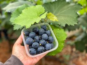 【顺丰包邮】来自云南大山的夏黑葡萄，露天生长不留枝杈，分粒包装，满满净含量，运输更安全 基地直邮
