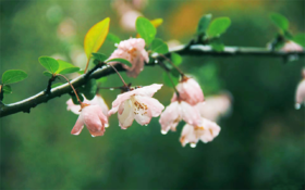  春分丨百草回芽，百病始发，为什么春天容易生病？ 