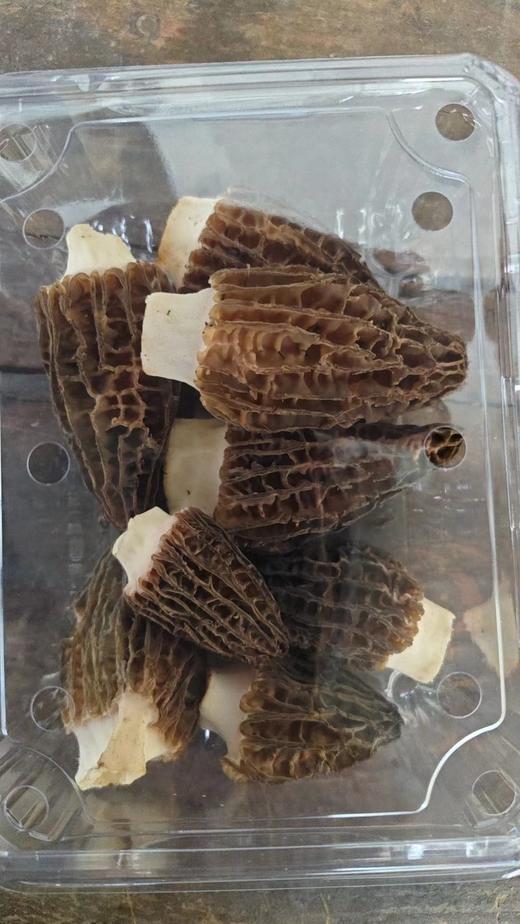 周一取货：【羊肚菌】一盒100克左右，长在草丛里的羊肚菌，鲜香丰腴、脆嫩爽滑！ 商品图0