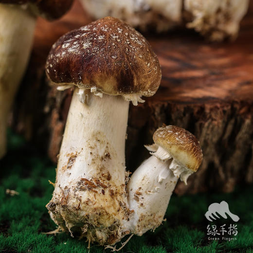 生态赤松茸 | 绿家自产* Ecological stropharia rugoso | Self-production 商品图0