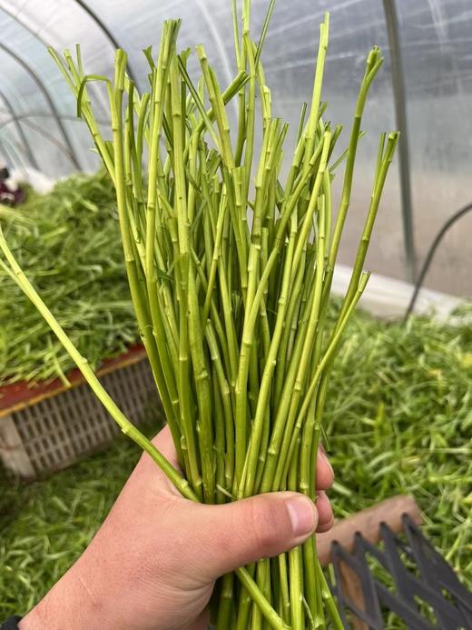 周五取货：【新鲜芦蒿】一袋400克左右，澈骨粉嫩，新鲜健康安全，不带叶子！ 商品图8