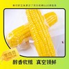 🌹🌽田里有草甜糯玉米，被誉为“玉米界的爱马仕”，口感丰富有层次，软糯交错。耗时两年选定非转基因良种，集色、香、甜、糯于一身，浓浓的自然玉米香，儿时的记忆，妈妈的味道😍是普通玉米无法复制的 商品缩略图3