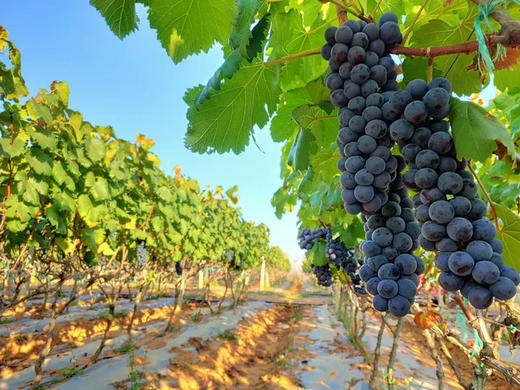 【顺丰包邮】来自云南大山的夏黑葡萄，露天生长不留枝杈，分粒包装，满满净含量，运输更安全 基地直邮 商品图1