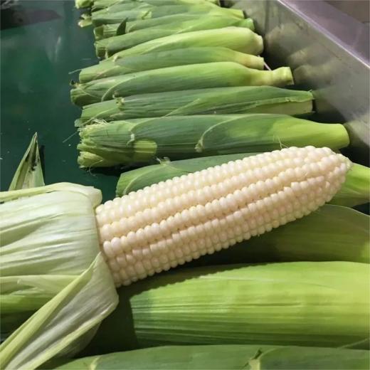 牛奶爆浆冰糖水果玉米【社群】 商品图6