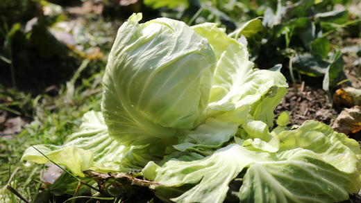 兰州包心菜（500g以上） 商品图3