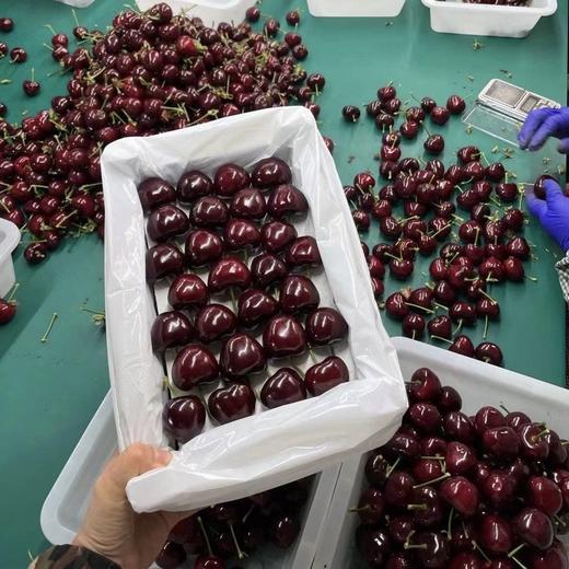 🔥2斤送半斤🍒实收2.5斤🍒大连美早大樱桃，脆甜味浓，肉厚核小，一口爆汁✈️新鲜采摘，空运全国 商品图0