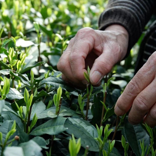【春天等的这一口】 明前茶 贵如金 西湖龙井明前茶   茶尖上的山水韵味 另有上品口粮茶（杭州龙井） 满足日常需求  香郁 形美 味醇 商品图5