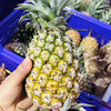 【72小时左右发货】海南自然熟金钻凤梨 4.5-5斤装 商品缩略图14