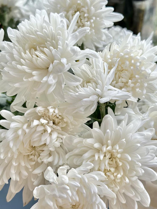 国产花材-【菊花】广州本地 商品图0