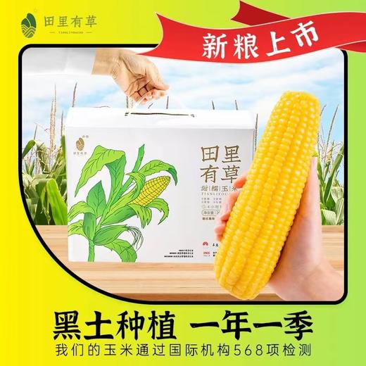 🌹🌽田里有草甜糯玉米，被誉为“玉米界的爱马仕”，口感丰富有层次，软糯交错。耗时两年选定非转基因良种，集色、香、甜、糯于一身，浓浓的自然玉米香，儿时的记忆，妈妈的味道😍是普通玉米无法复制的 商品图1