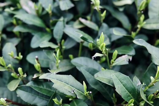 院外风荷西子笑，明前龙井女儿红【西湖龙井明前头采】西湖产区 大师炒制 香清味洌 凉沁诗脾 “作豆花香，色清味甘，与他山异” 商品图10