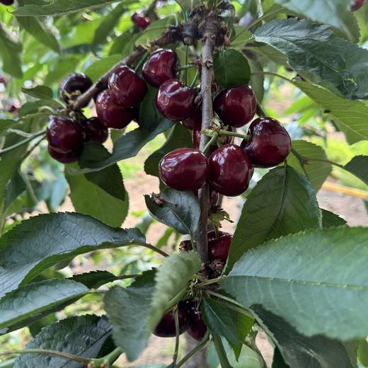 🔥2斤送半斤🍒实收2.5斤🍒大连美早大樱桃，脆甜味浓，肉厚核小，一口爆汁✈️新鲜采摘，空运全国 商品图2