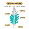 燕之坊干裙带菜大连特产100g 速食汤紫菜虾皮汤料海藻海带食品免洗 商品缩略图10