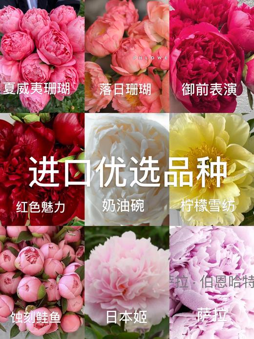 【预山东仓】顺丰空运包邮 | 进口优选【4.25左右开始发货&可备注发货时间 照片仅供参考】 商品图0