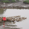 闹妈优选】海岛滩涂原生态放养海鸭子麻鸭 2年头 江浙沪包邮 商品缩略图1