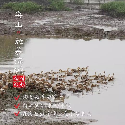 闹妈优选】海岛滩涂原生态放养海鸭子麻鸭 2年头 江浙沪包邮 商品图1