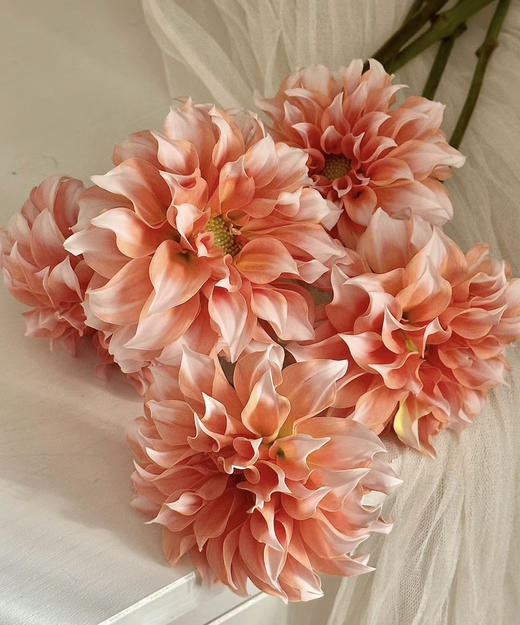 【新花派】大丽花-奶油桃子 约5枝/扎（爆款） 商品图1