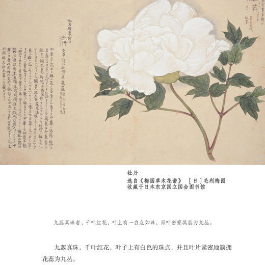 《宋人花谱九种》 商品图9